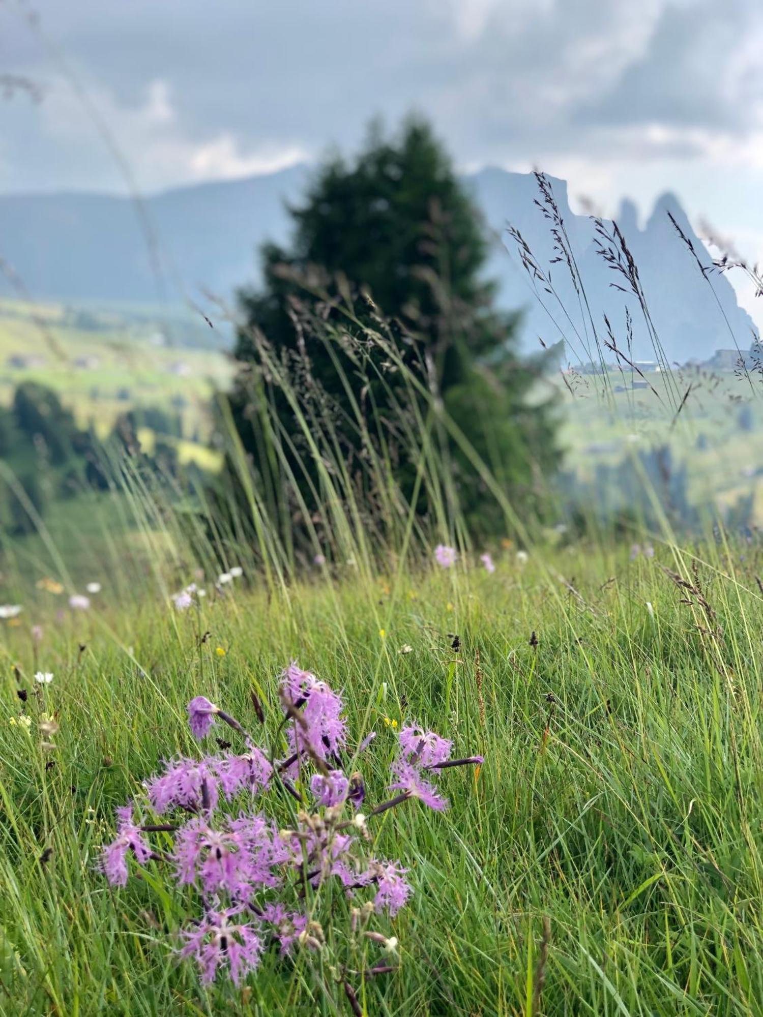 Sule Hof Agriturismo Ortisei Exteriör bild